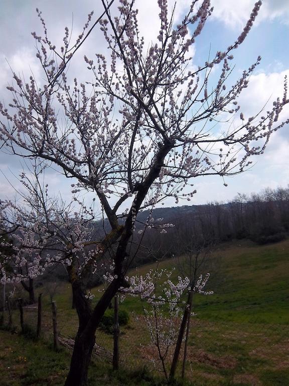 مونتيميرانو Agriturismo Norianino المظهر الخارجي الصورة